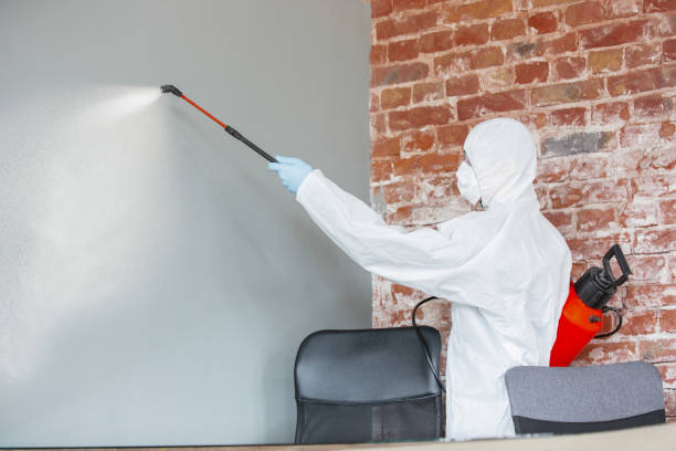 Best Mold Damage Restoration  in Williams, OR